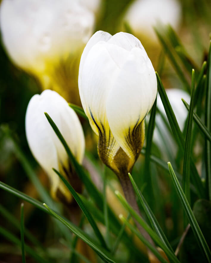 Machen Sie Ihr E Bike Frühlingstauglich zwei weisse Blumen in Nahaufnahme
