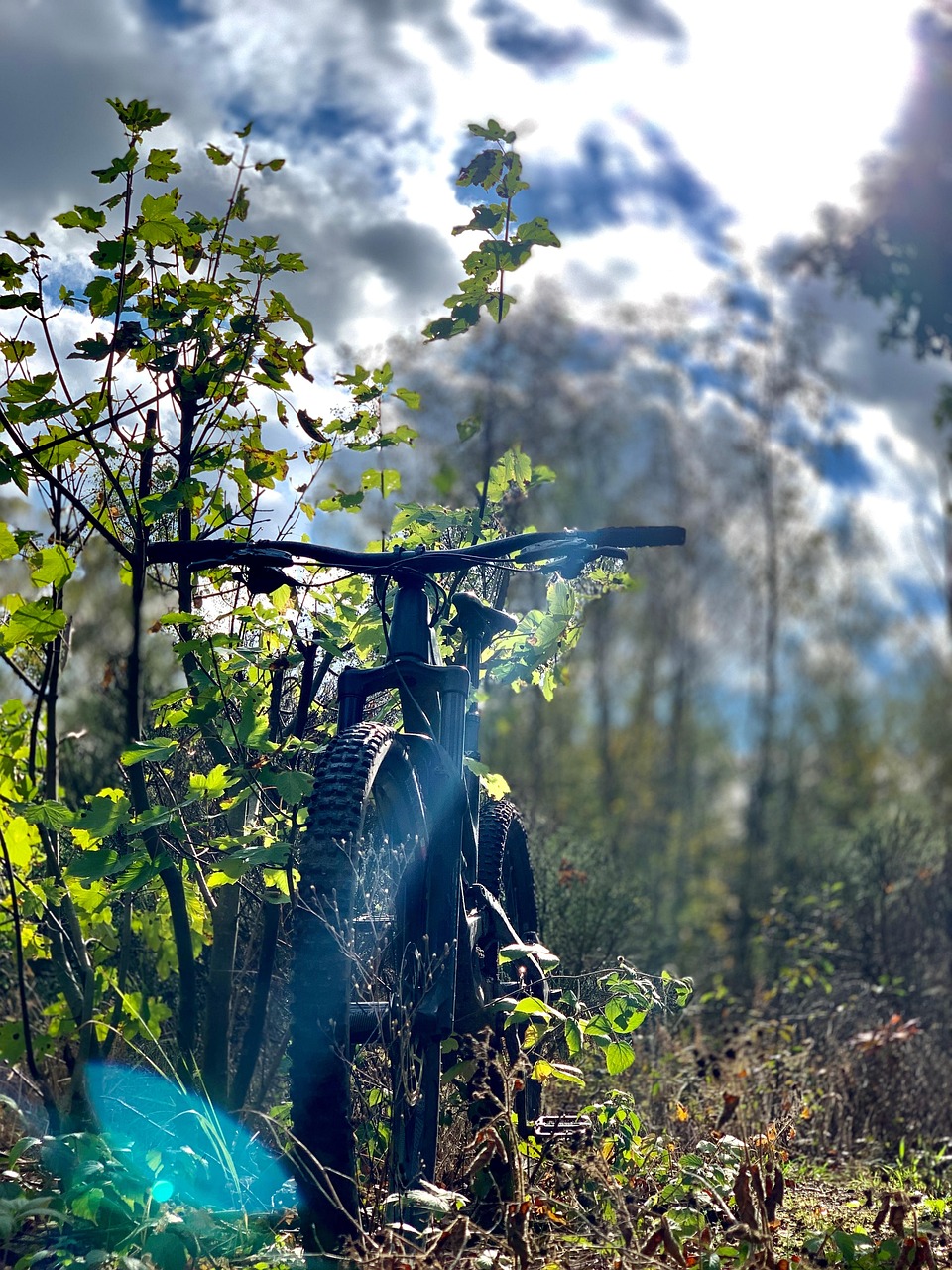 meadow-5648011_1280